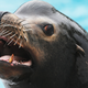 Illustration for article titled Meet Harpo The Sea Lion and his big, blaring sea lion choir